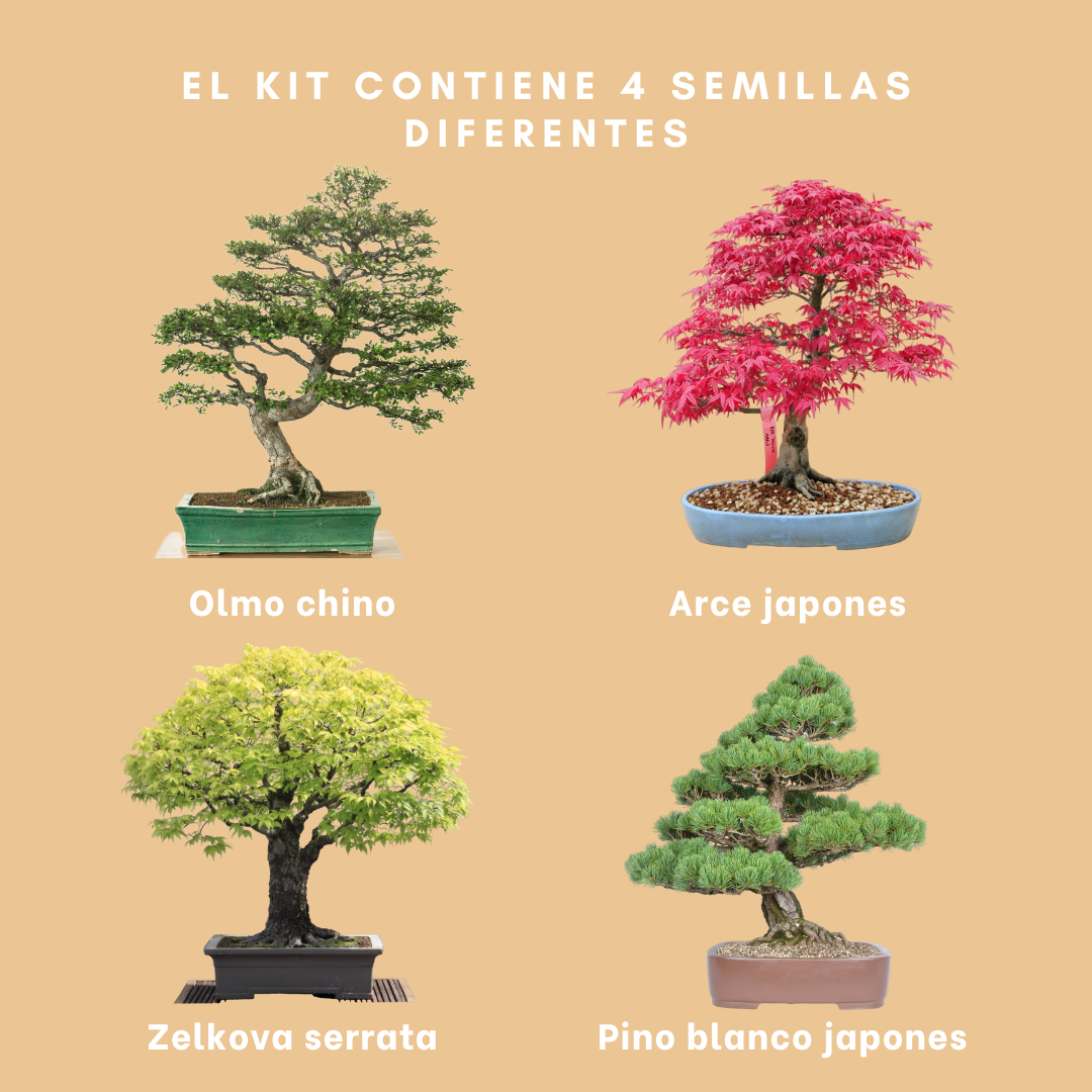 Bonsai growing kit